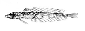 ภาพ ปลา pauciradiatus (Hemerocoetes pauciradiatus)
