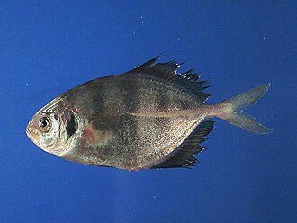 ภาพ ปลา amblyrhynchus (Hemicaranx amblyrhynchus)