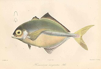 ภาพ ปลา bicolor (Hemicaranx bicolor)