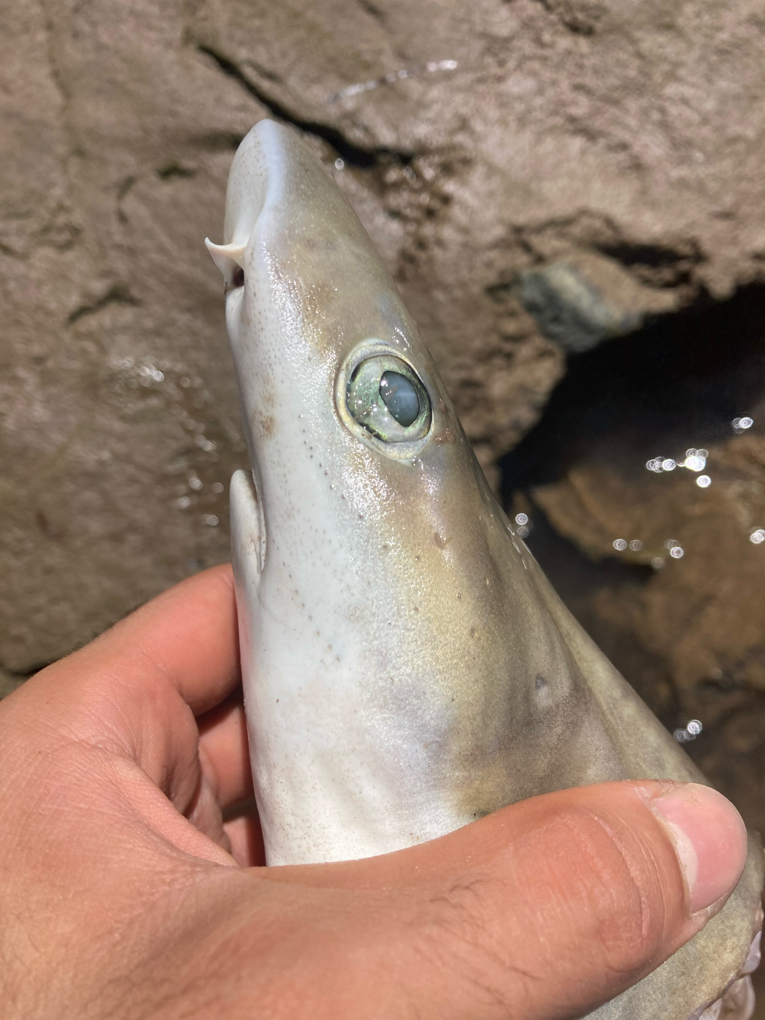 ภาพ ปลา australiensis (Hemigaleus australiensis)