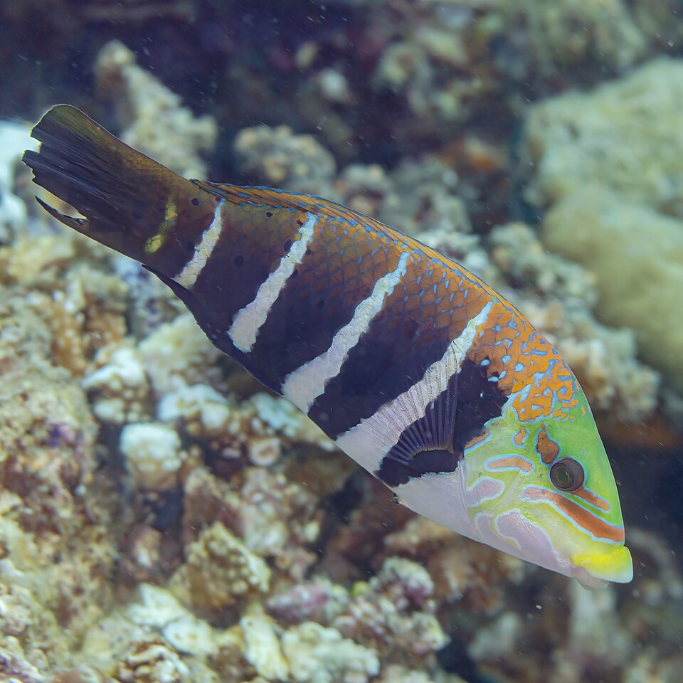 ภาพ ปลานกขุนทองลายขวาง (Hemigymnus fasciatus)