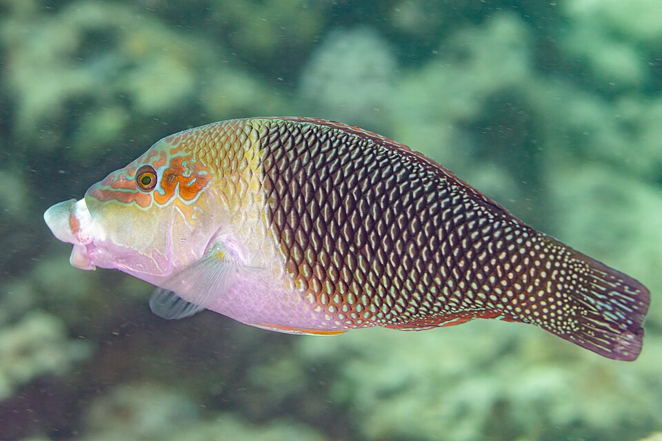 ภาพ ปลานกขุนทองบั้งตรง (Hemigymnus melapterus)