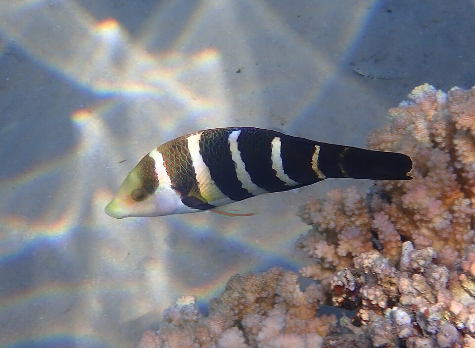 ภาพ ปลานกขุนทองแดง (Hemigymnus sexfasciatus)