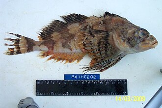 ภาพ ปลา gilberti (Hemilepidotus gilberti)