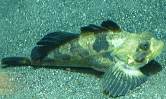 ภาพ ปลา jordani (Hemilepidotus jordani)