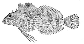 ภาพ ปลา zapus (Hemilepidotus zapus)