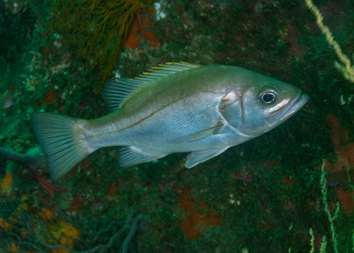 ภาพ ปลาทะเล macrophthalmos (Hemilutjanus macrophthalmos)