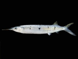 ภาพ ปลา far (Hemiramphus far)