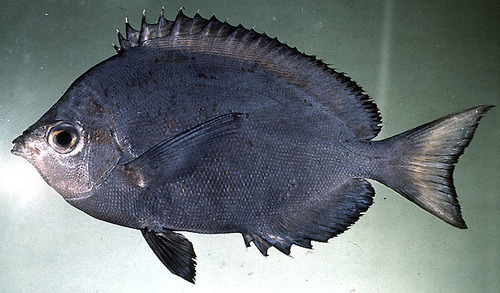 ภาพ ปลาผีเสื้อ multispinosus (Hemitaurichthys multispinosus)