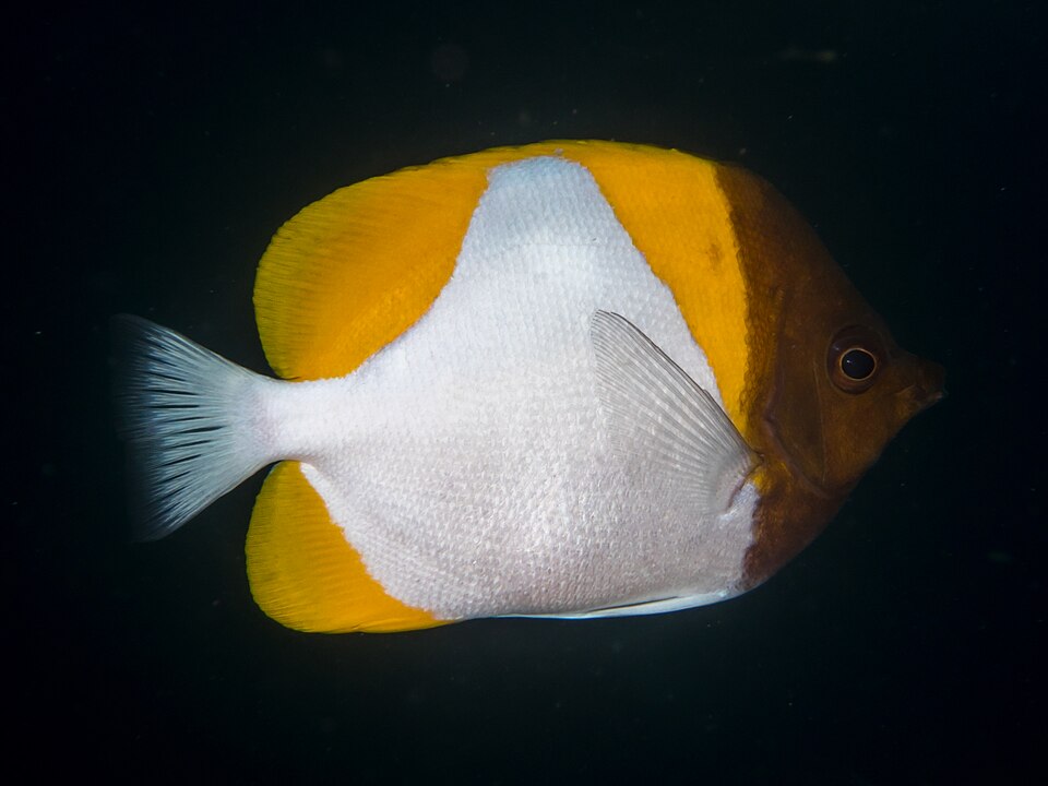 ภาพ ปลาผีเสื้อ polylepis (Hemitaurichthys polylepis)