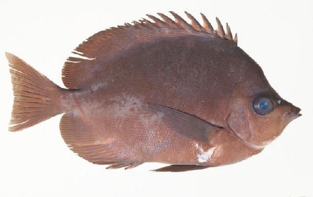 ภาพ ปลาผีเสื้อ thompsoni (Hemitaurichthys thompsoni)