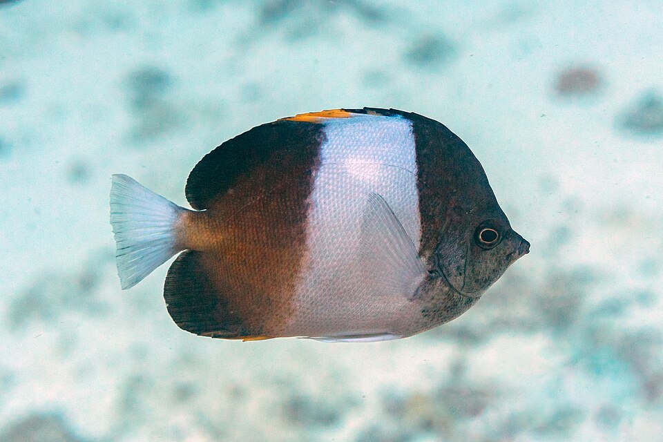 ภาพ ปลาผีเสื้อแถบขาว (Hemitaurichthys zoster)