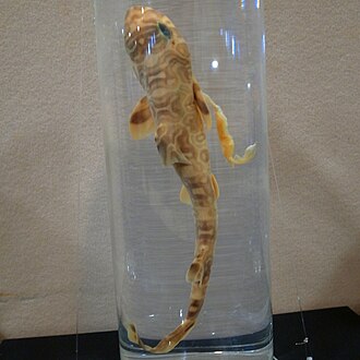 ภาพ ปลา complicofasciata (Hemitriakis complicofasciata)