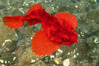ภาพ ปลา americanus (Hemitripterus americanus)