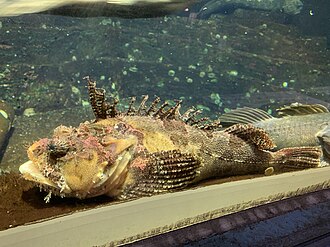 ภาพ ปลา villosus (Hemitripterus villosus)