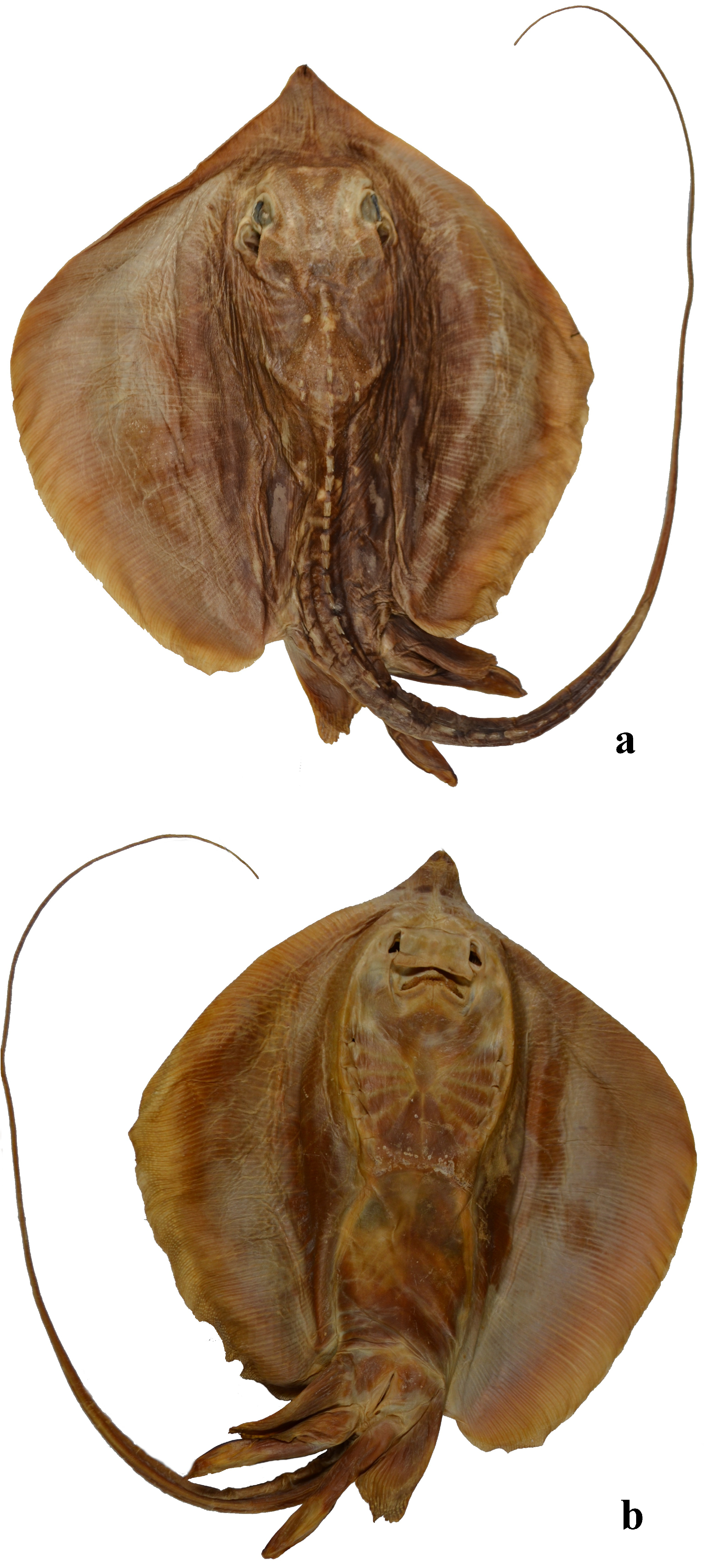 ภาพ ปลา yemenensis (Hemitrygon yemenensis)