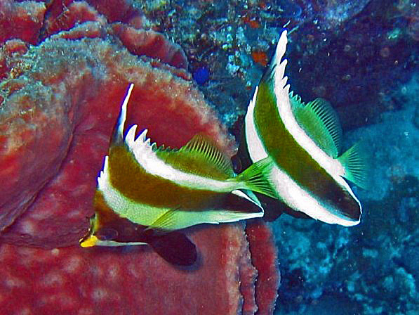 ภาพ ปลาโนรีมีเขา (Heniochus chrysostomus)