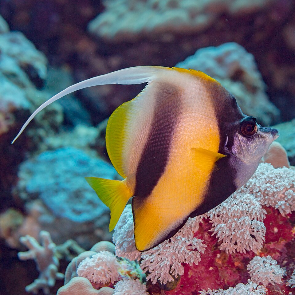 ภาพ ปลาโนรีแดง (Heniochus intermedius)