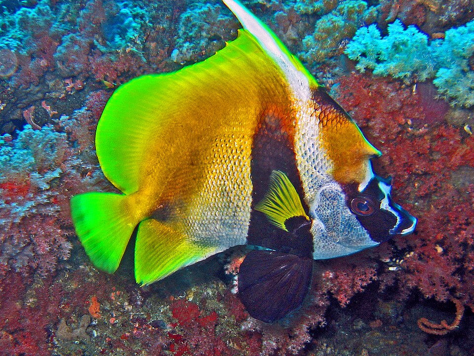 ภาพ ปลาโนรี monoceros (Heniochus monoceros)