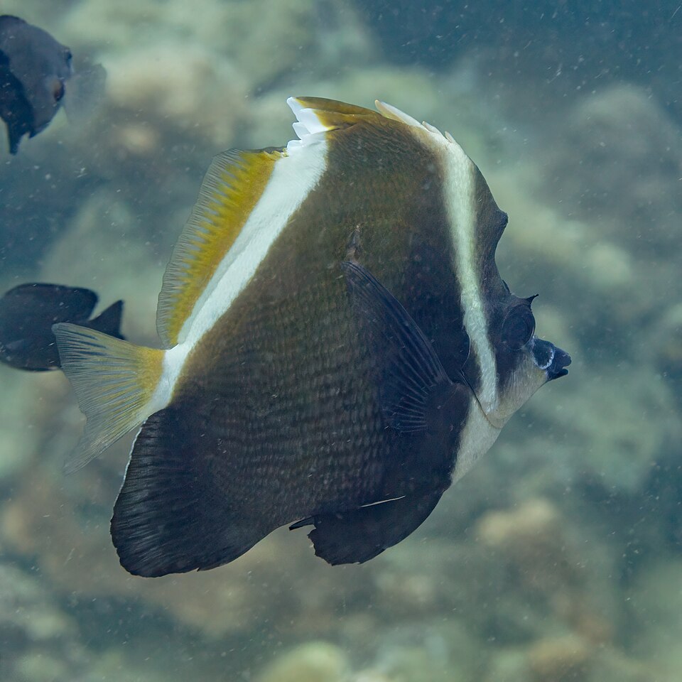 ภาพ ปลาโนรีมีเขา (Heniochus varius)