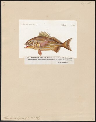 ภาพ ปลา obtusifrons (Hephaestus obtusifrons)