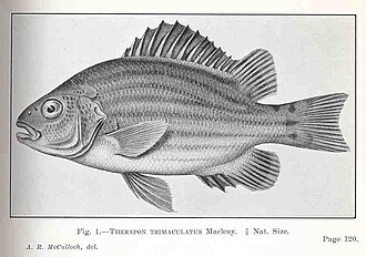 ภาพ ปลา trimaculatus (Hephaestus trimaculatus)
