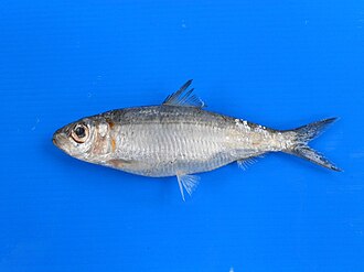 ภาพ ปลา quadrimaculatus (Herklotsichthys quadrimaculatus)