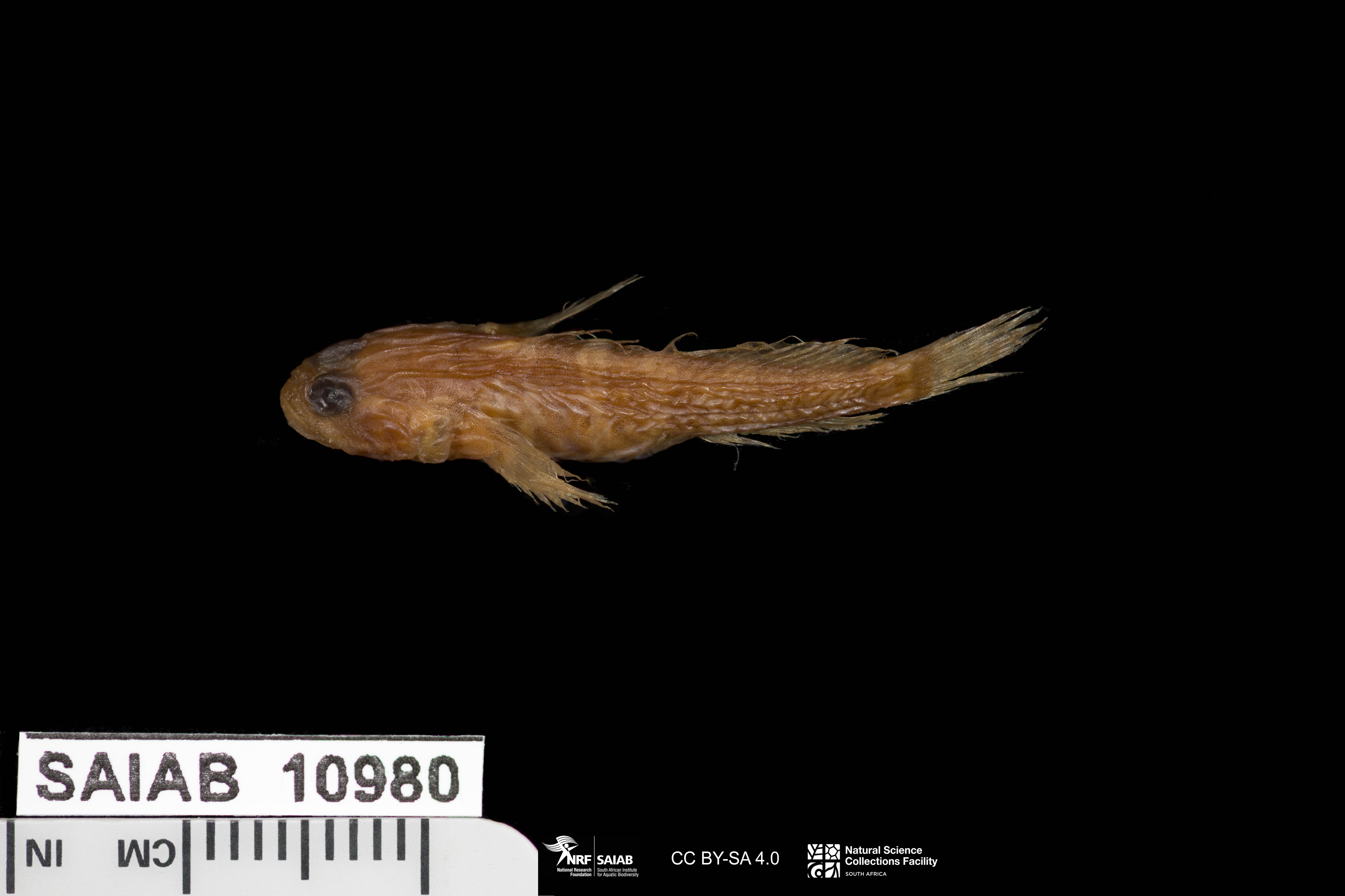 ภาพ ปลาบู่ caminata (Hetereleotris caminata)