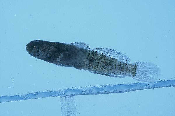 ภาพ ปลาบู่บู่ (Hetereleotris georgegilli)