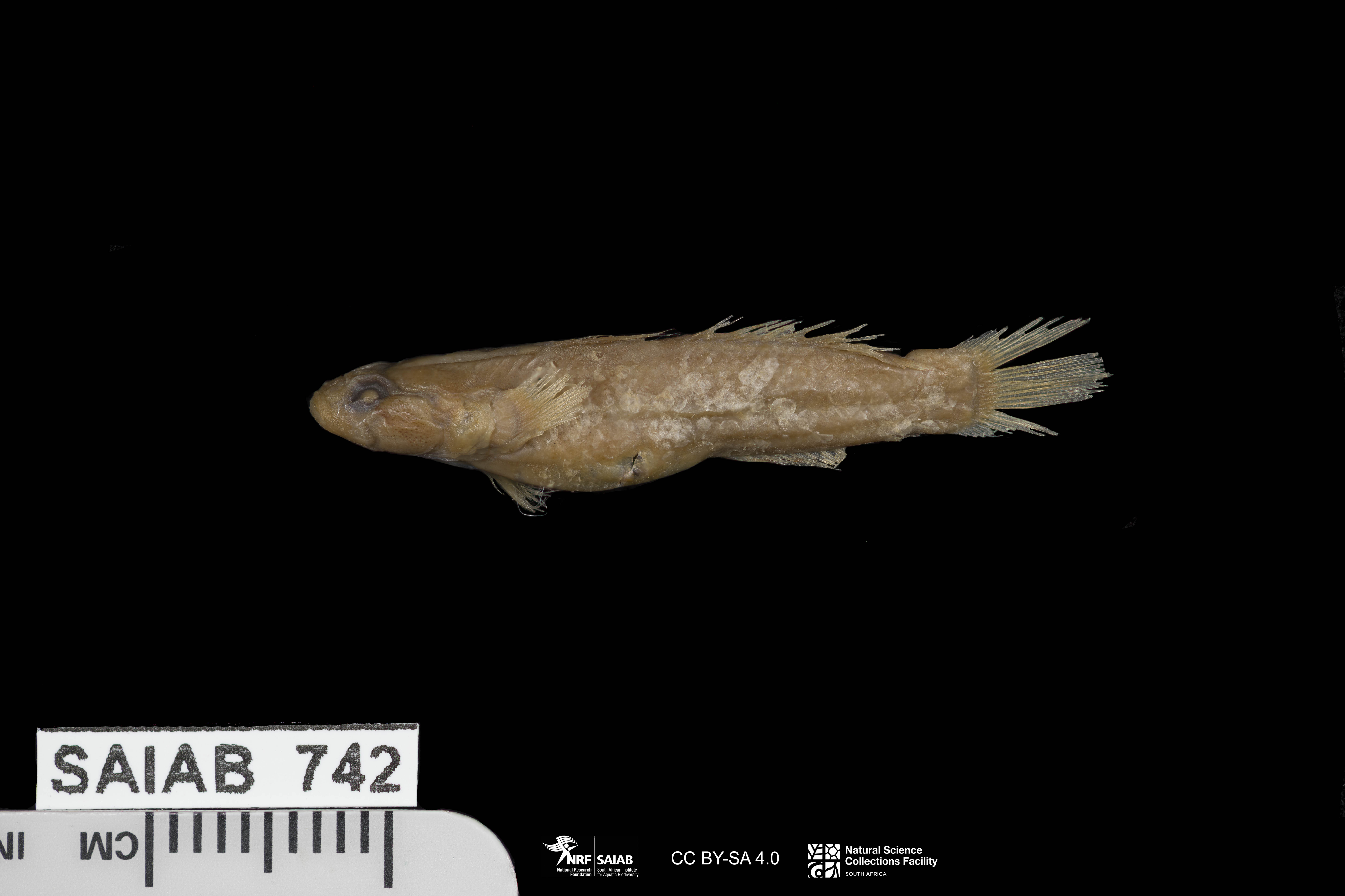 ภาพ ปลาบู่ kenyae (Hetereleotris kenyae)