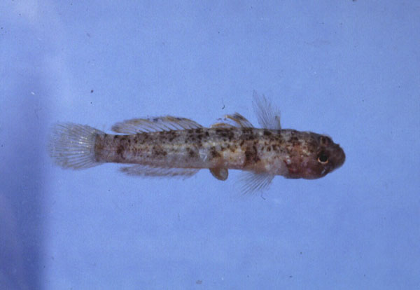 ภาพ ปลาบู่ nebulofasciata (Hetereleotris nebulofasciata)