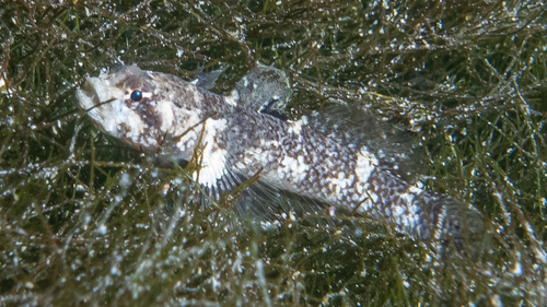 ภาพ ปลาบู่ zanzibarensis (Hetereleotris zanzibarensis)