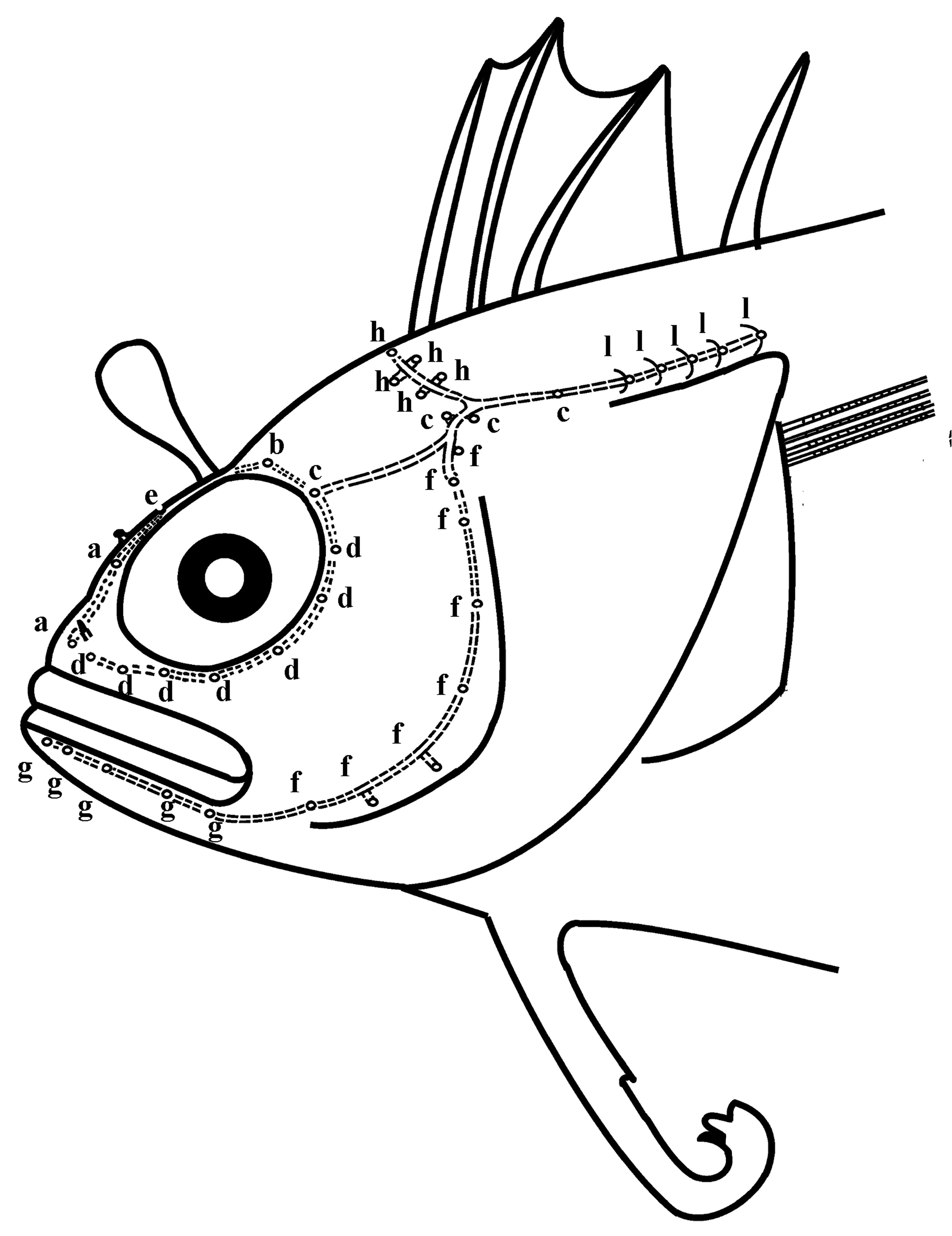 ภาพ ปลา argyrospilos (Heteroclinus argyrospilos)