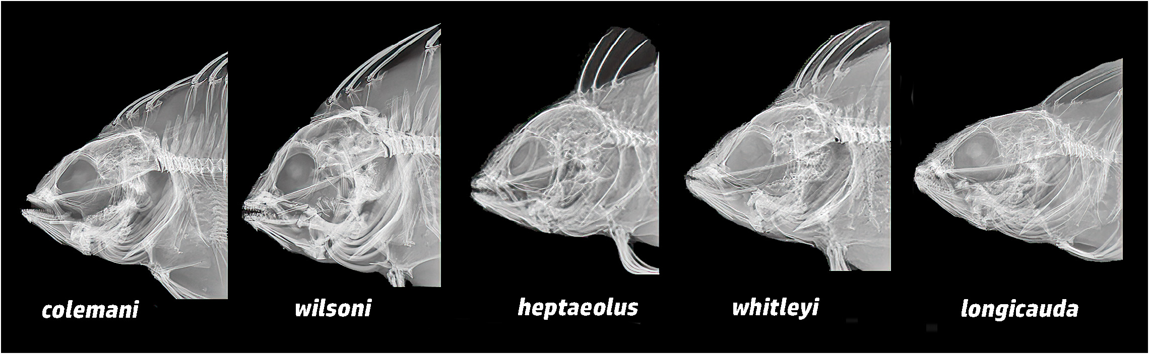 ภาพ ปลา heptaeolus (Heteroclinus heptaeolus)