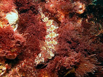 ภาพ ปลา johnstoni (Heteroclinus johnstoni)