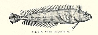 ภาพ ปลา perspicillatus (Heteroclinus perspicillatus)