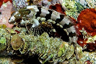 ภาพ ปลา whiteleggii (Heteroclinus whiteleggii)