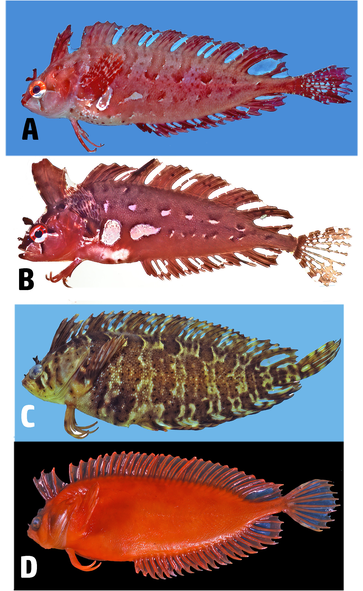 ภาพ ปลา wilsoni (Heteroclinus wilsoni)