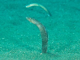 ภาพ ปลา enigmaticus (Heteroconger enigmaticus)