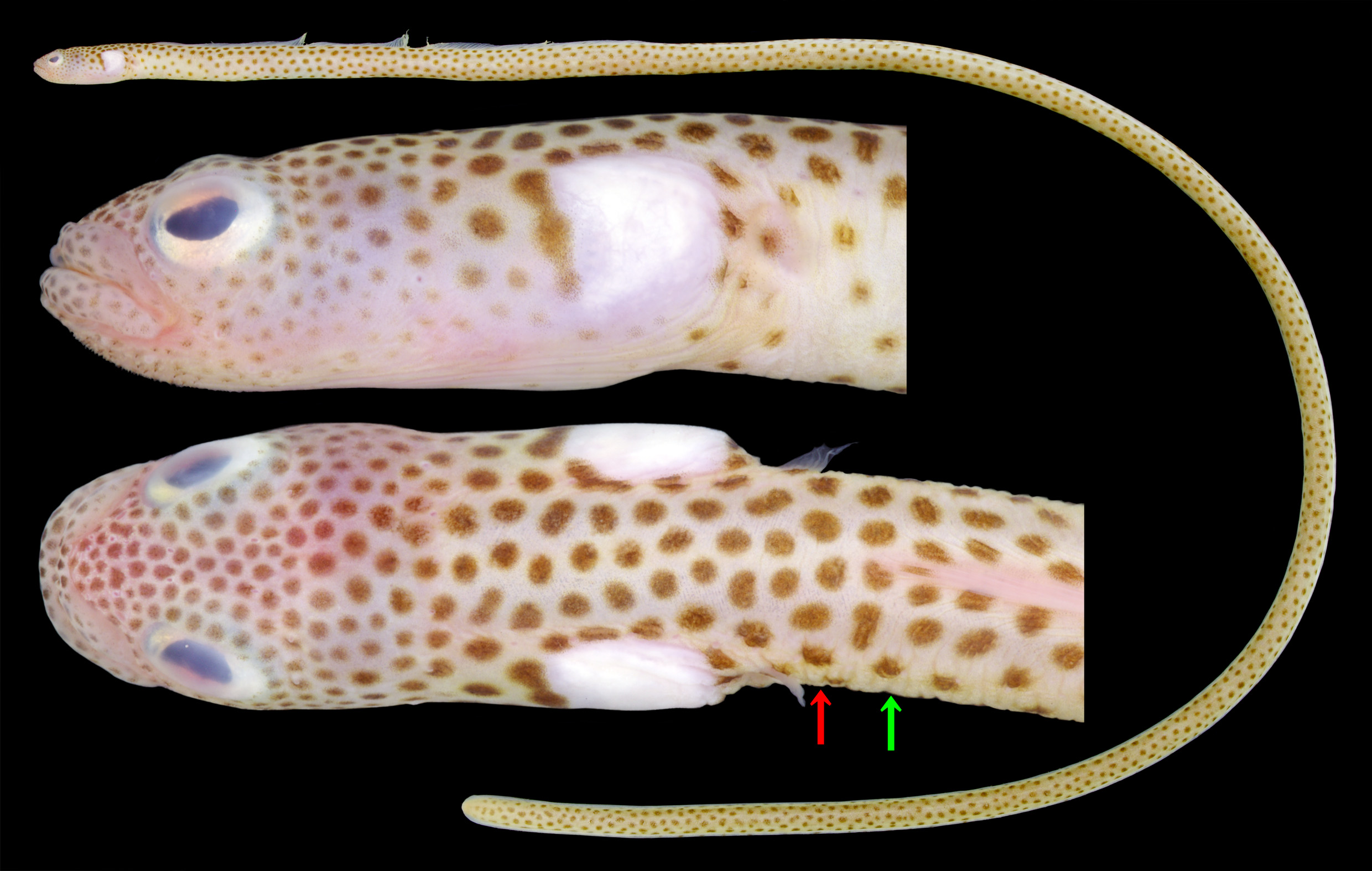 ภาพ ปลา fugax (Heteroconger fugax)