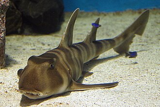 ภาพ ปลา japonicus (Heterodontus japonicus)