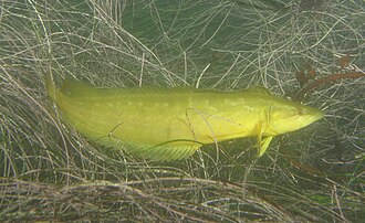 ภาพ ปลา rostratus (Heterostichus rostratus)