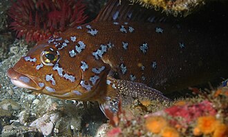 ภาพ ปลา decagrammus (Hexagrammos decagrammus)
