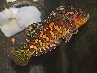 ภาพ ปลา lagocephalus (Hexagrammos lagocephalus)