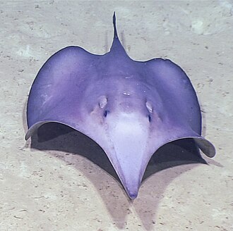 ภาพ ปลา bickelli (Hexatrygon bickelli)