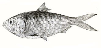 ภาพ ปลา kelee (Hilsa kelee)