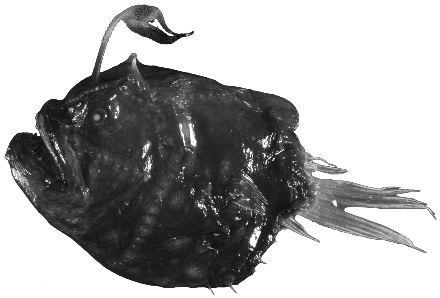 ภาพ ปลา danae (Himantolophus danae)