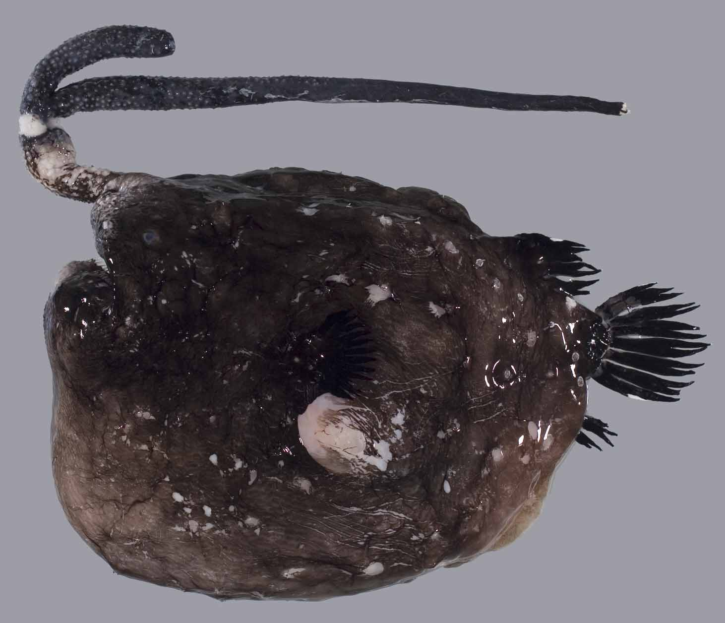 ภาพ ปลา litoceras (Himantolophus litoceras)