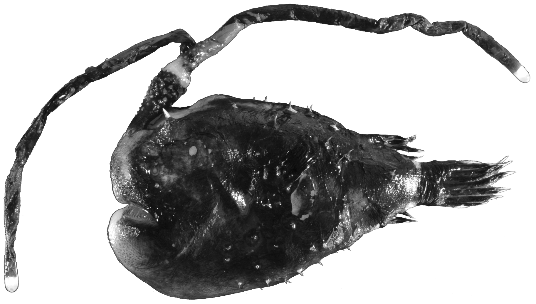ภาพ ปลา macroceratoides (Himantolophus macroceratoides)