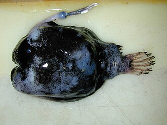 ภาพ ปลา paucifilosus (Himantolophus paucifilosus)
